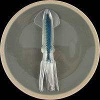 Lighthouse blue squid, 9 inch